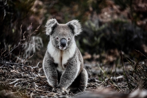 Curious, healthy koala sitting on twiggy ground - Australian Stock Image