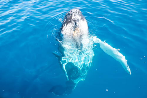 Curious Whale bobbing up and down in water - Australian Stock Image