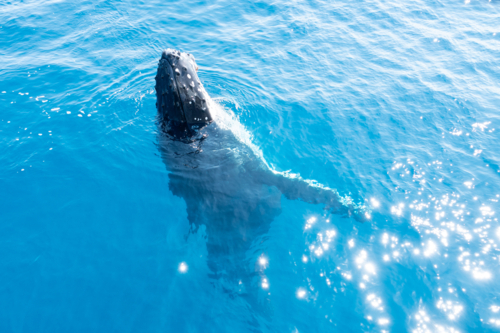 Curious Whale showing off to spectators - Australian Stock Image