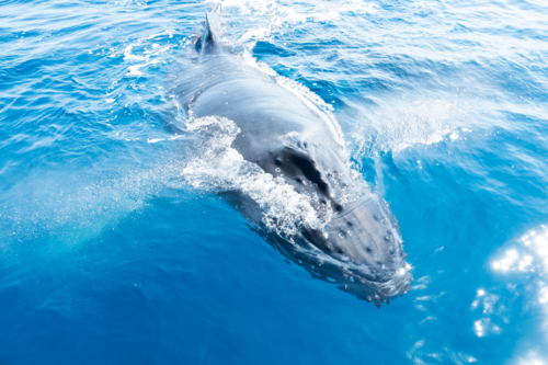 Curious Whale spraying water - Australian Stock Image