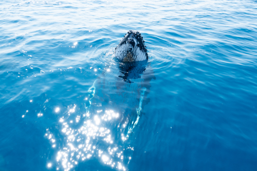Curious Whale watching spectators. - Australian Stock Image