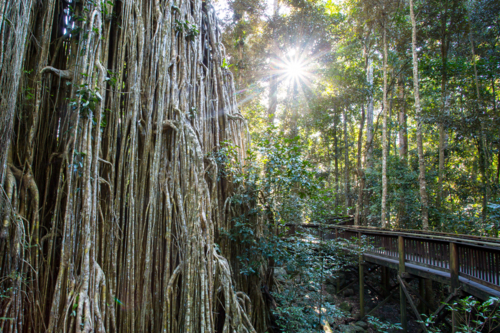 Curtain Fig Tree near Yungabarra in the Atherton Tablelands, Queensland, Australia - Australian Stock Image