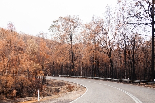Curve in road with burnt killed trees on the roadside - Australian Stock Image