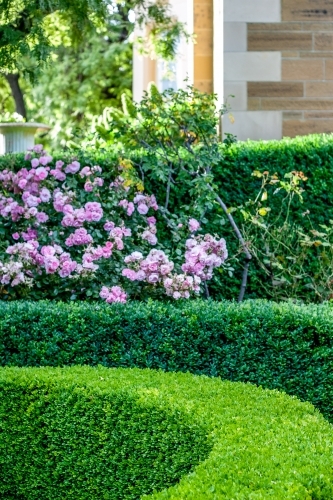 Curving green hedge and pink rose bush in garden - Australian Stock Image