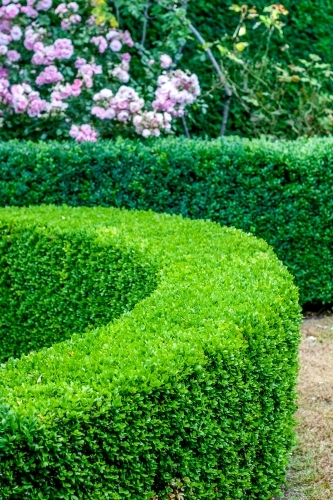 Curving green hedge with pink rose bush in garden - Australian Stock Image