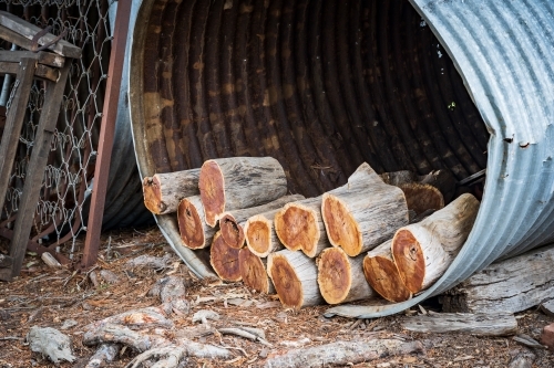 Cut wooden logs stacked in an old galvanized iron water tank - Australian Stock Image