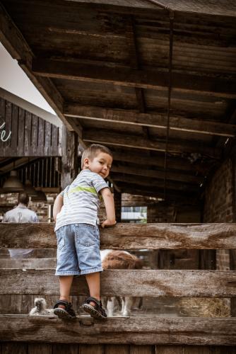 Cute 2 year old mixed race boy plays on a fence in an animal stable - Australian Stock Image