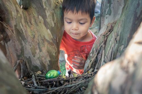 Cute 3 year old mixed race boy finds a chocolate egg on an Easter Egg Hunt - Australian Stock Image
