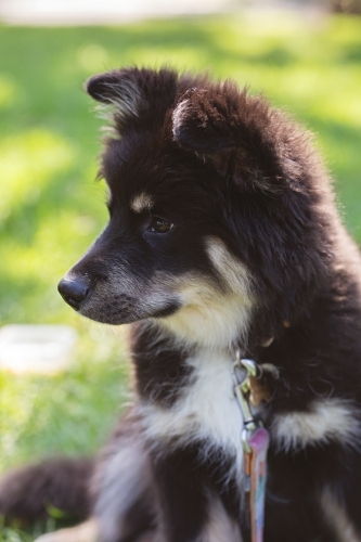 Cute Finnish Lapphund puppy dog in a park in Melbourne - Australian Stock Image