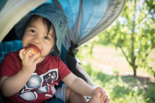 Cute mixed race boy eating fruit while sitting in his pram - Australian Stock Image