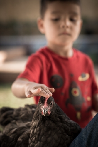 Cute mixed race boy pats his backyard chicken in a suburban backyard - Australian Stock Image