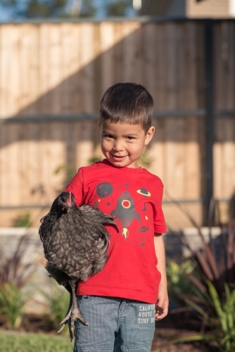 Cute mixed race boy plays with his backyard chickens in a suburban backyard - Australian Stock Image