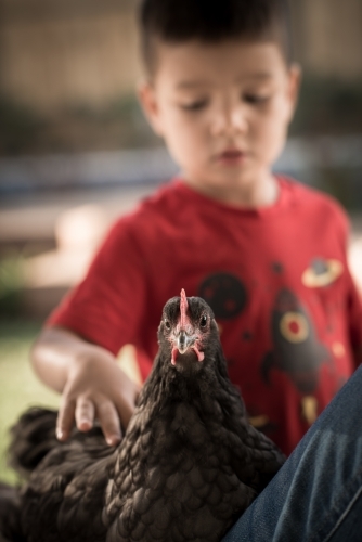 Cute mixed race boy plays with his backyard chickens in a suburban backyard - Australian Stock Image