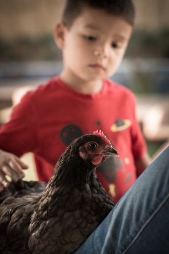 Cute mixed race boy plays with his chook in a suburban backyard