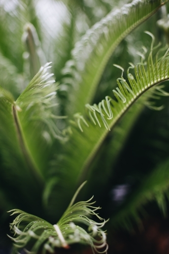 Cycad Leaves - Australian Stock Image