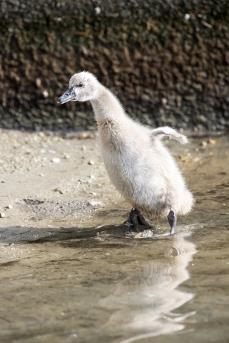 Cygnet flapping it's wings - Australian Stock Image