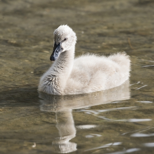 Cygnet swimming along in the water - Australian Stock Image