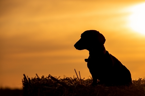 Dachshund Silhouette - Australian Stock Image