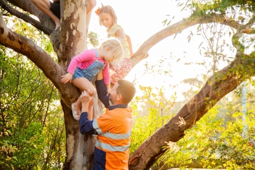 Dad helping children climbing a gum tree - Australian Stock Image