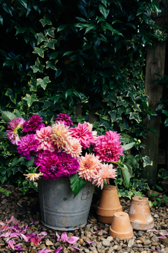 dahlias in a galvanised bucket with terracotta pots - Australian Stock Image
