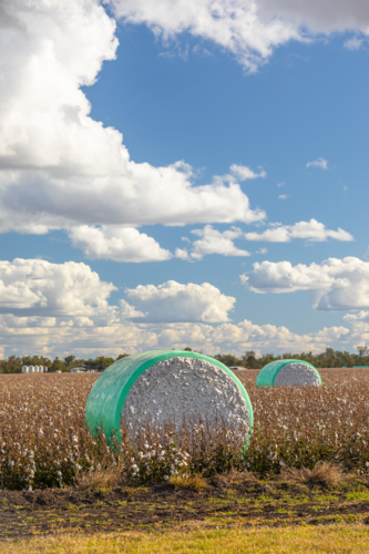 Dalby Cotton Module in the field on a sunny day with clouds - Australian Stock Image