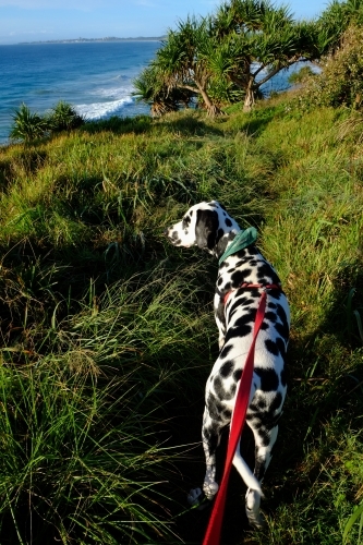 Dalmatian dog on lead in the grass at Fingal Head - Australian Stock Image