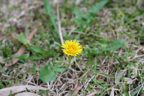 Dandelion flower in lawn - Australian Stock Image