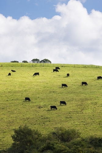 Dark coloured cows on a green hillside pasture just outside of the town of Dorrigo - Australian Stock Image