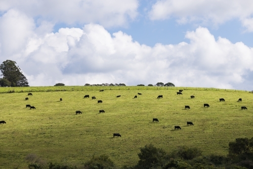 Dark coloured cows on a green hillside pasture just outside of the town of Dorrigo - Australian Stock Image