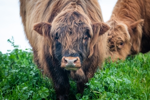 Dark coloured highland cow in green pasture looking at camera - Australian Stock Image