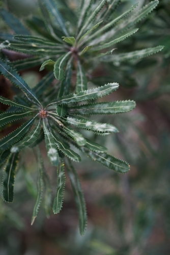 Dark green banksia leaves - Australian Stock Image