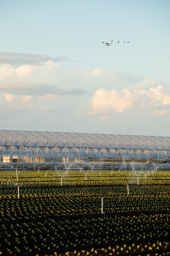 Dark soil agricultural field with irrigation system and small plants. Gatton, Queensland - Australian Stock Image