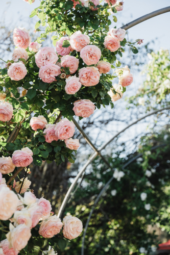 David Austin Roses growing on a trellis - Australian Stock Image