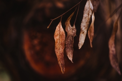 Dead, brown eucalyptus leaves macro close-up - Australian Stock Image