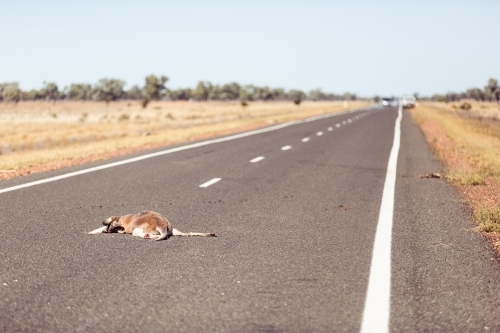 Dead kangaroo on bitumen road