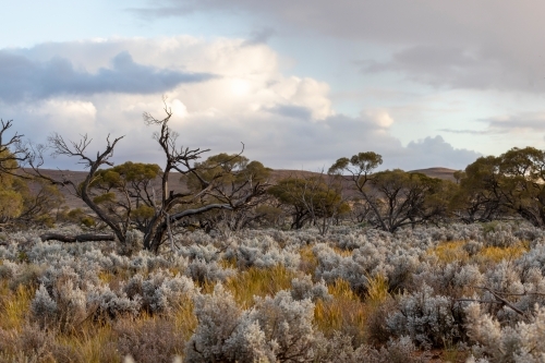 dead tree among bushes under storm clouds - Australian Stock Image