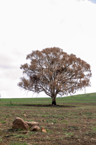 dead tree in paddock after the bushfire - Australian Stock Image