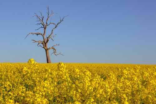 Dead tree in the background of a yellow flowering canola crop - Australian Stock Image