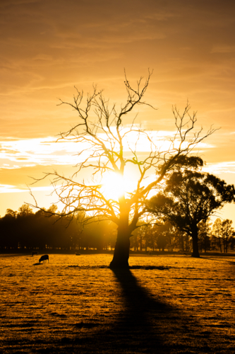 Dead tree silhouette at sunrise - Australian Stock Image