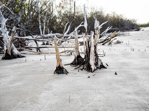 Dead tree stumps on a beach sticking out of white sand - Australian Stock Image