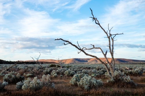 Dead tree with hills in background - Australian Stock Image