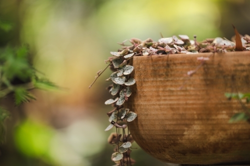 Delicate String of Hearts plant growing in ceramic garden pot - Australian Stock Image