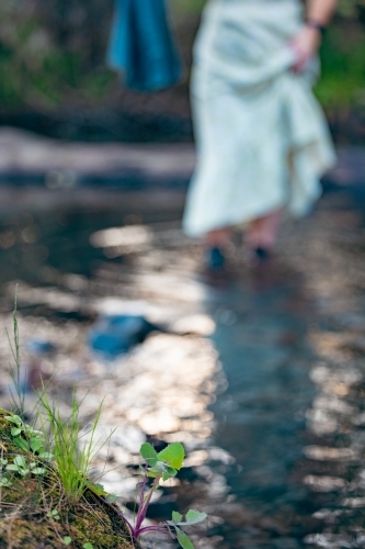 Delicate weeds on river bed with woman in dress walking through water in the background - Australian Stock Image