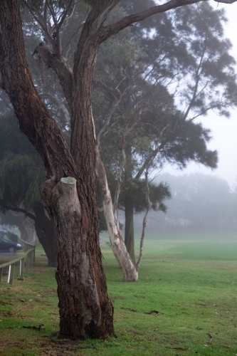 dense fog in the suburbs - Australian Stock Image