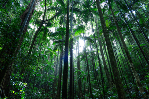 Dense green tropical palm rainforest - Australian Stock Image