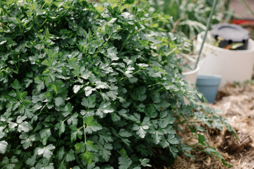 Dense parlsey leaves in garden - Australian Stock Image