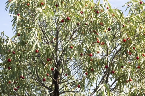 Desert quandong fruit and foliage - Australian Stock Image