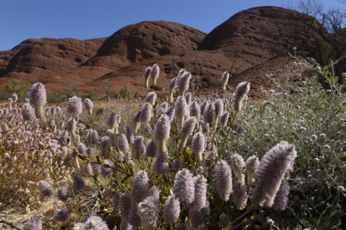 Desert wild flowers - Australian Stock Image