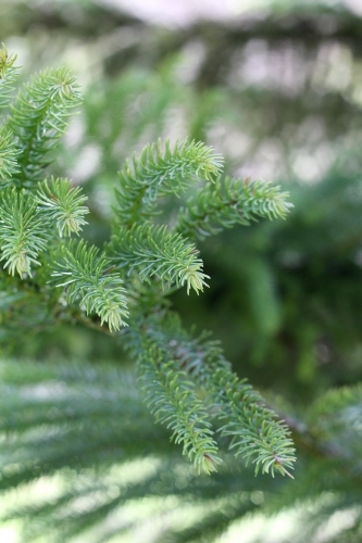 Detail of araucaria leaves - Australian Stock Image