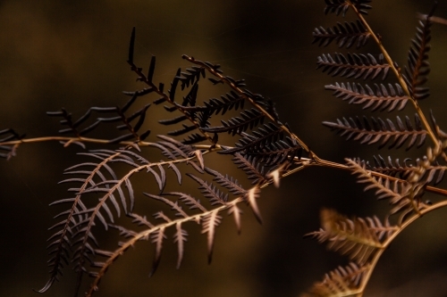 Detail of blackened leaf of fern plant after bushfire - Australian Stock Image